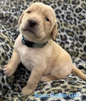 AQUA COLLAR GIRL, a female Labrador Retriever for sale in Ocala, FL – Photo 2 of 10