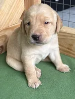AQUA COLLAR GIRL, a female Labrador Retriever for sale in Ocala, FL – Photo 4 of 10