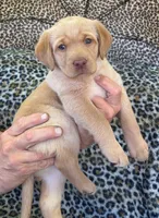 PINK COLLAR GIRL, a female Labrador Retriever for sale in Ocala, FL – Photo 1 of 5