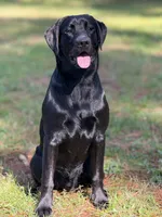 PINK COLLAR GIRL, a female Labrador Retriever for sale in Ocala, FL – Photo 3 of 5