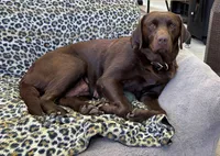 PINK COLLAR GIRL, a female Labrador Retriever for sale in Ocala, FL – Photo 4 of 5