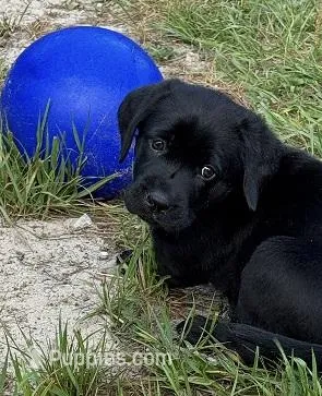 AKC CHAMPION GIRL – Labrador Retriever puppy for sale in Ocala, FL