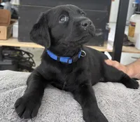 AKC CHAMPION GIRL, a female Labrador Retriever for sale in Ocala, FL – Photo 4 of 10