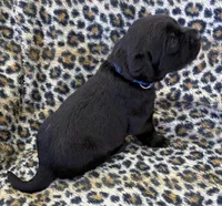 BLUE COLLAR GIRL, a female Labrador Retriever for sale in Ocala, FL – Photo 3 of 9