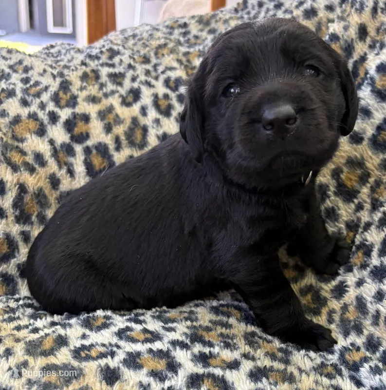 BLUE COLLAR GIRL – Labrador Retriever puppy for sale in Ocala, FL