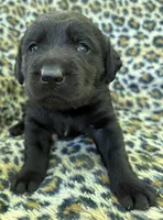 BLUE COLLAR GIRL, a female Labrador Retriever for sale in Ocala, FL – Photo 2 of 9