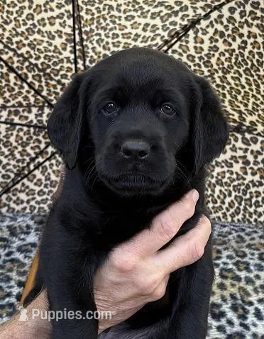 AKC CHAMPION GIRL – Labrador Retriever puppy for sale in Ocala, FL