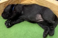 BLUE COLLAR GIRL, a female Labrador Retriever for sale in Ocala, FL – Photo 4 of 9