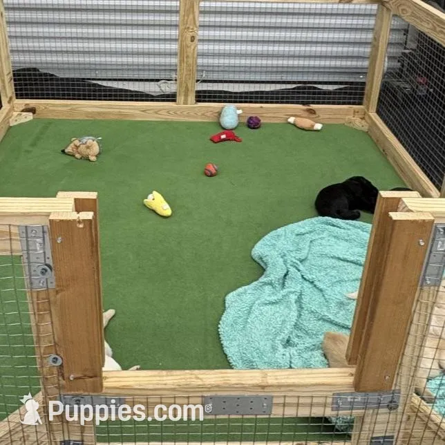 BLUE COLLAR GIRL, a female Labrador Retriever for sale in Ocala, FL – Photo 9 of 9