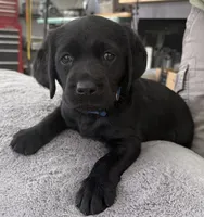 AKC CHAMPION GIRL, a female Labrador Retriever for sale in Ocala, FL – Photo 3 of 10