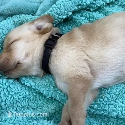 BLACK COLLAR GIRL, a female Labrador Retriever for sale in Ocala, FL – Photo 4 of 10