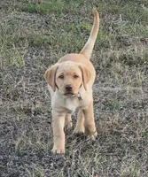 BLACK COLLAR GIRL, a female Labrador Retriever for sale in Ocala, FL – Photo 8 of 10