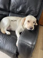 BLACK COLLAR GIRL, a female Labrador Retriever for sale in Ocala, FL – Photo 5 of 10