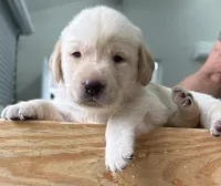 BLACK COLLAR GIRL, a female Labrador Retriever for sale in Ocala, FL – Photo 2 of 10