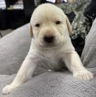 BLACK COLLAR GIRL, a female Labrador Retriever for sale in Ocala, FL – Photo 3 of 10