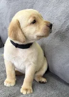 BLACK COLLAR GIRL, a male Labrador Retriever for sale in Ocala, FL – Photo 3 of 10