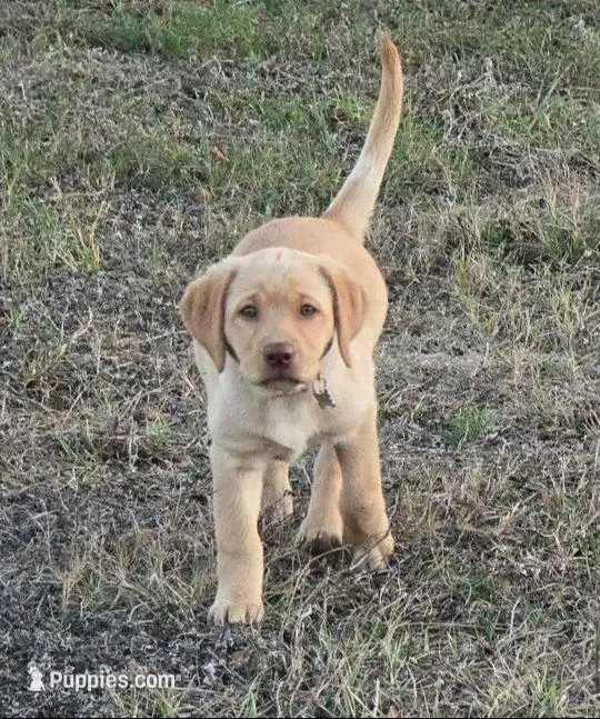 BLACK COLLAR GIRL, a male Labrador Retriever for sale in Ocala, FL – Photo 7 of 10