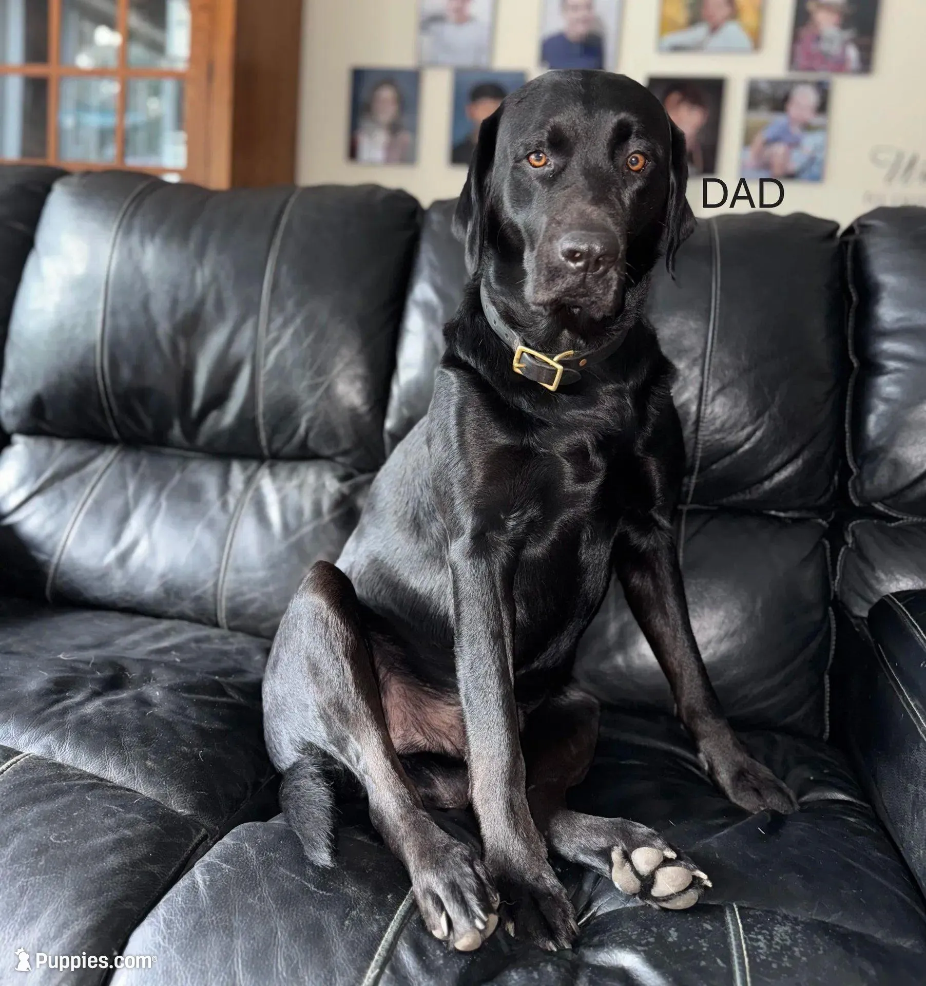 BLACK COLLAR GIRL, a male Labrador Retriever for sale in Ocala, FL – Photo 9 of 10