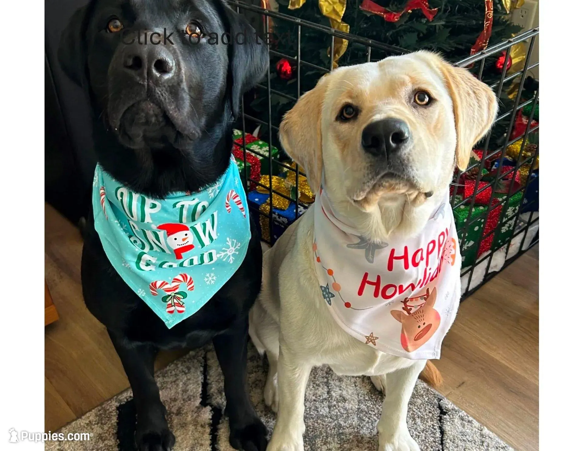 BLACK COLLAR GIRL, a male Labrador Retriever for sale in Ocala, FL – Photo 5 of 10