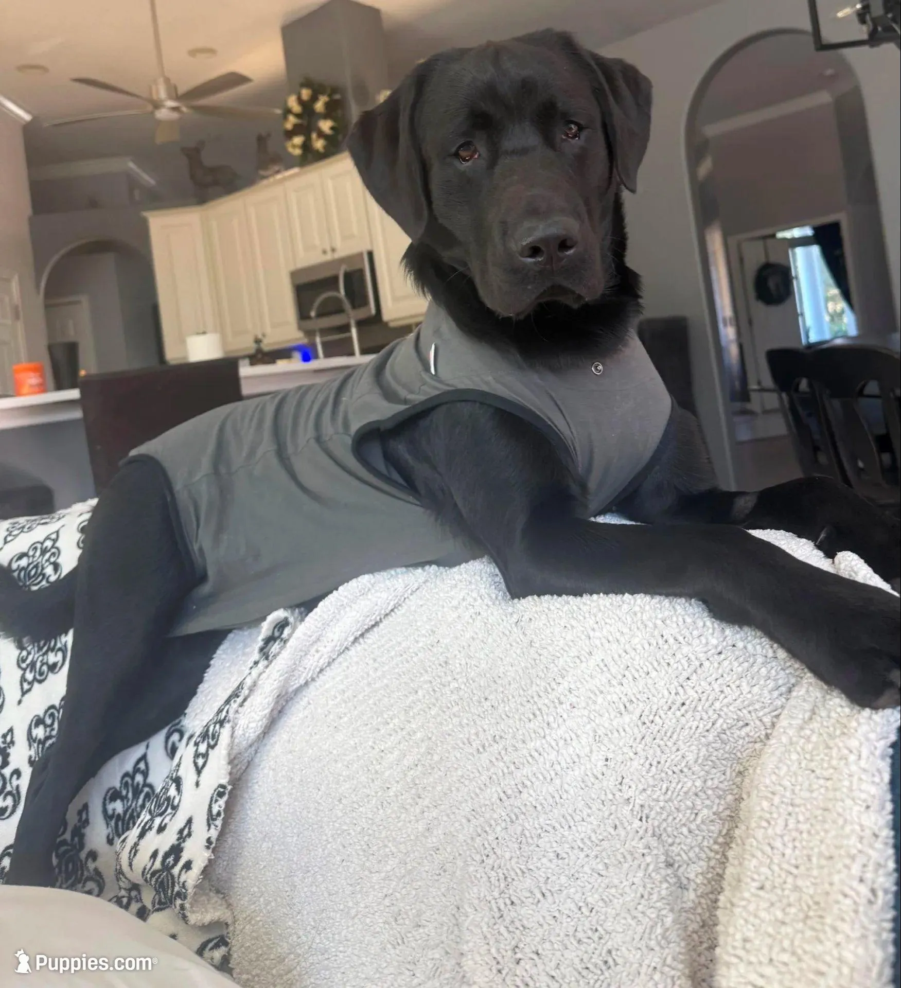 BLACK COLLAR GIRL, a male Labrador Retriever for sale in Ocala, FL – Photo 8 of 10