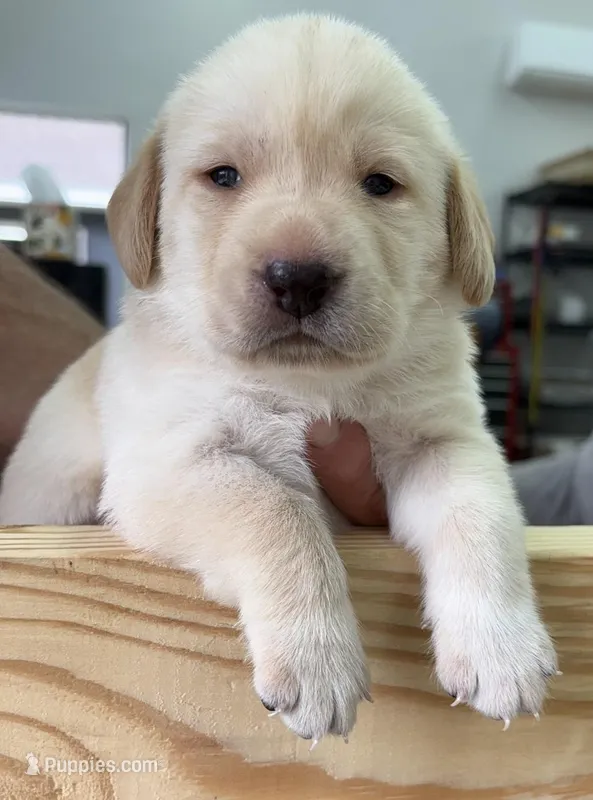 BLACK COLLAR GIRL – Labrador Retriever puppy for sale in Ocala, FL