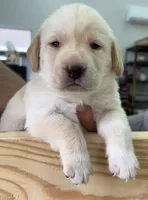 BLACK COLLAR GIRL, a male Labrador Retriever for sale in Ocala, FL – Photo 1 of 10