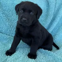 AKC CHAMPION GIRL, a female Labrador Retriever for sale in Ocala, FL – Photo 2 of 10