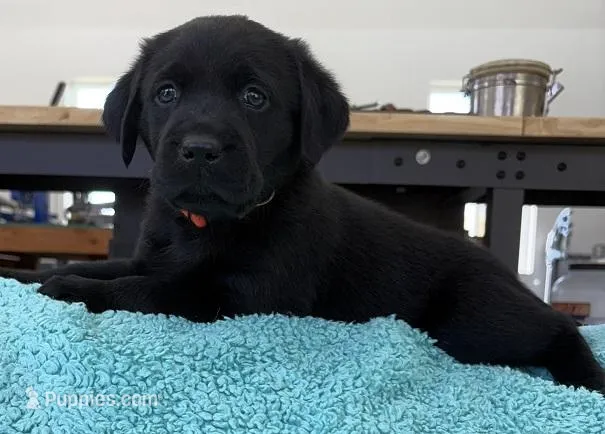 AKC CHAMPION GIRL – Labrador Retriever puppy for sale in Ocala, FL