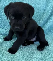 AKC CHAMPION GIRL, a female Labrador Retriever for sale in Ocala, FL – Photo 3 of 10