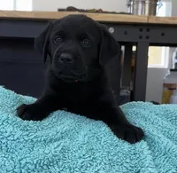 AKC CHAMPION GIRL, a female Labrador Retriever for sale in Ocala, FL – Photo 4 of 10