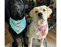 AKC CHAMPION GIRL, a female Labrador Retriever for sale in Ocala, FL – Photo 5 of 10