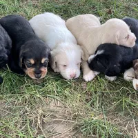 processed/d3259ad4-e2f0-4e9f-80fb-7cce9a6d4664/facility/4265b4bf-af71-40ee-bb9c-02450a71c9c5