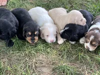 processed/d3259ad4-e2f0-4e9f-80fb-7cce9a6d4664/facility/4265b4bf-af71-40ee-bb9c-02450a71c9c5