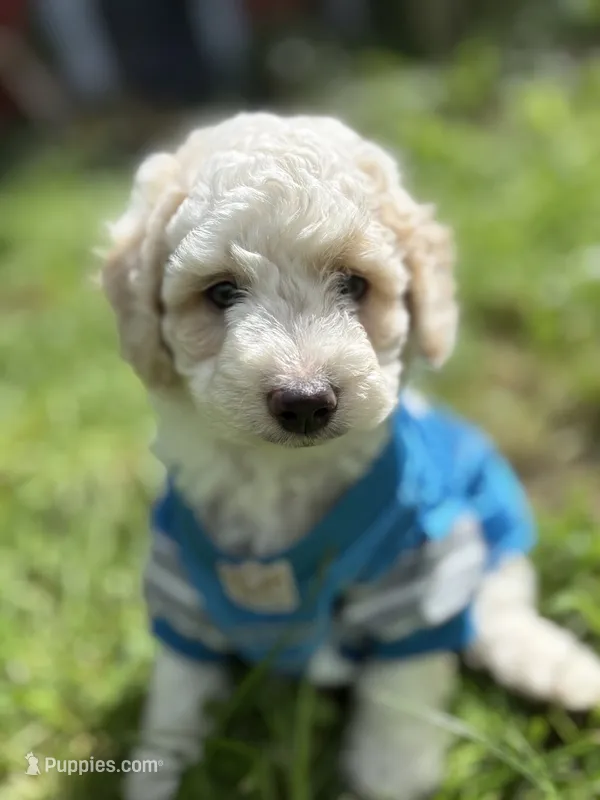 Tank - mini newfypoo – Poodle - Miniature , Newfypoo puppy for sale in Saranac, MI