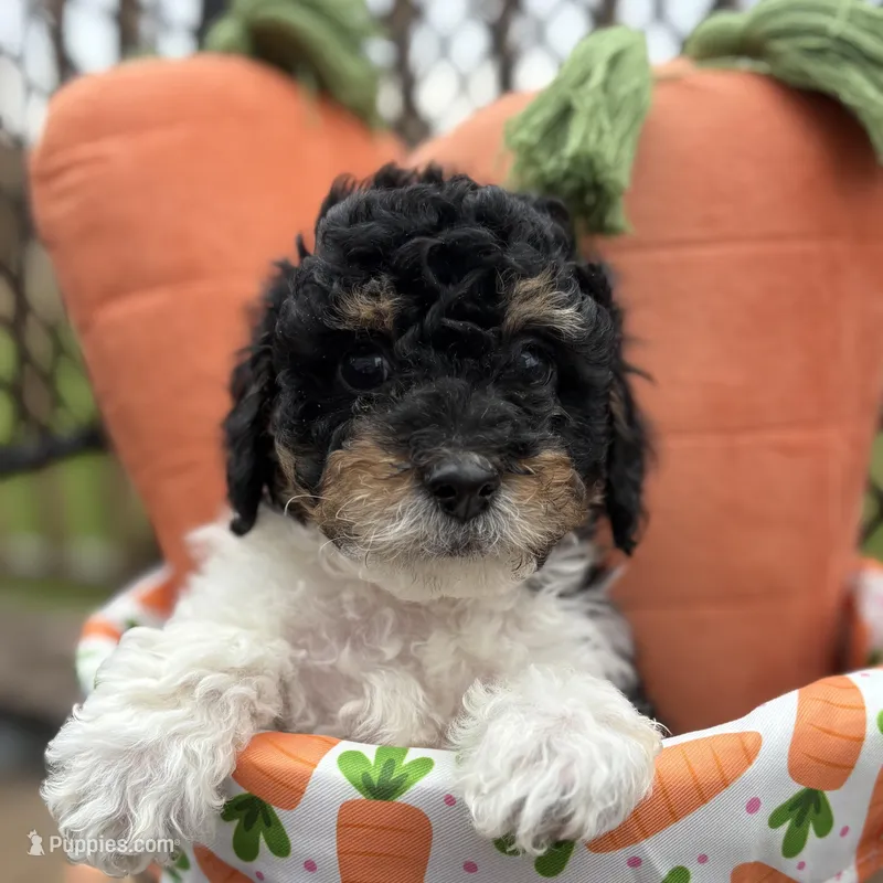 Ash – Poodle - Miniature  puppy for sale in Saranac, MI