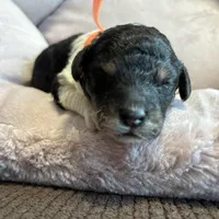 Ash, a male Poodle - Miniature  for sale in Saranac, MI – Photo 3 of 4