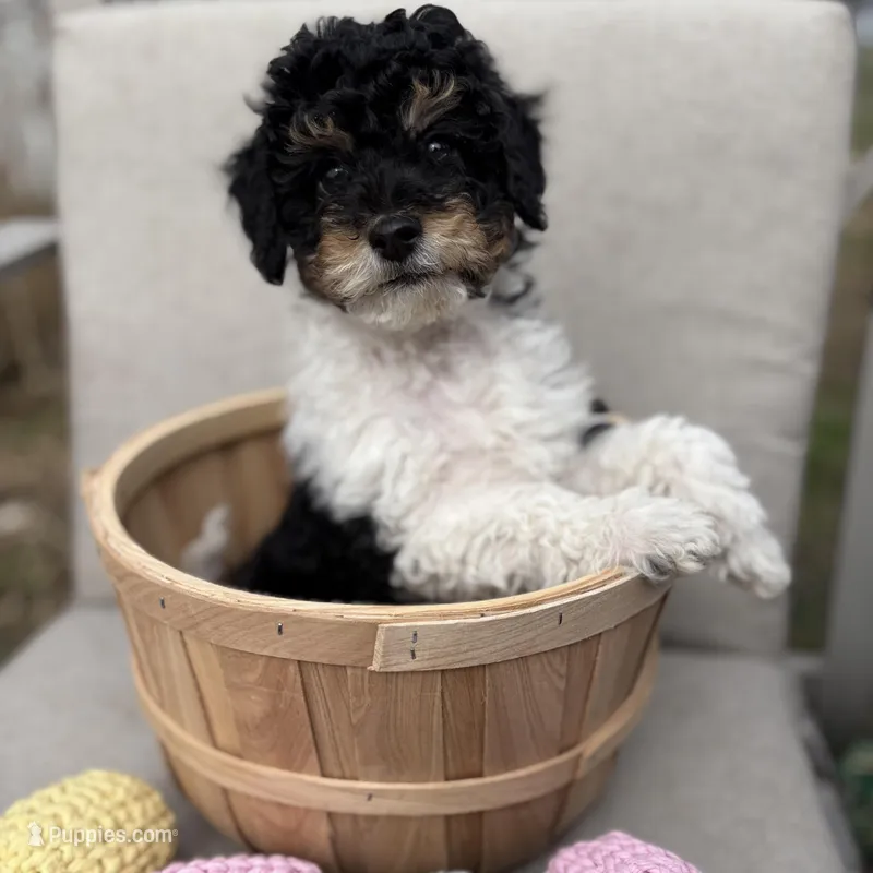 Ash – Poodle - Miniature  puppy for sale in Saranac, MI