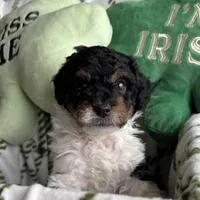 Ash, a male Poodle - Miniature  for sale in Saranac, MI – Photo 3 of 8