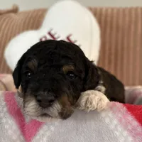 Ash, a male Poodle - Miniature  for sale in Saranac, MI – Photo 1 of 4