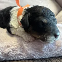 Ash, a male Poodle - Miniature  for sale in Saranac, MI – Photo 2 of 4