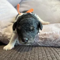 Ash, a male Poodle - Miniature  for sale in Saranac, MI – Photo 8 of 8