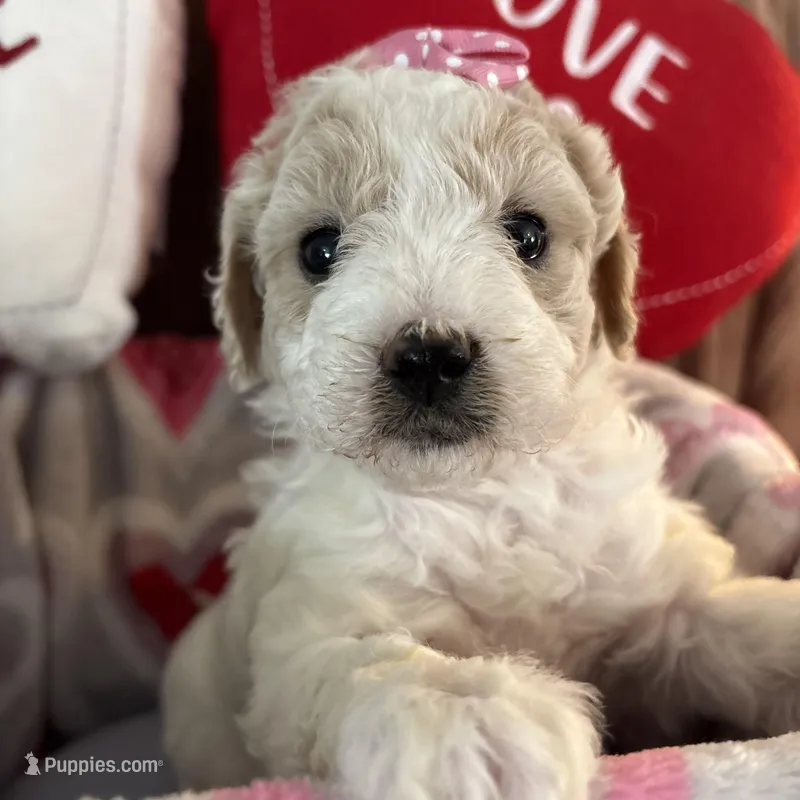 Snowflake - mini newfypoo