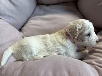 Snowflake - mini newfypoo, a female Poodle - Miniature  and Newfypoo for sale in Saranac, MI – Photo 6 of 8