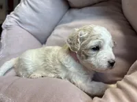 Snowflake - mini newfypoo, a female Poodle - Miniature  and Newfypoo for sale in Saranac, MI – Photo 4 of 8