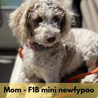 Snowflake - mini newfypoo, a female Poodle - Miniature  and Newfypoo for sale in Saranac, MI – Photo 7 of 8