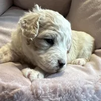 Snowflake - mini newfypoo, a female Poodle - Miniature  and Newfypoo for sale in Saranac, MI – Photo 3 of 8