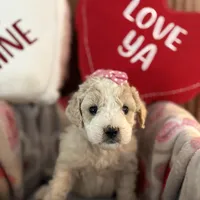 Snowflake - mini newfypoo, a female Poodle - Miniature  and Newfypoo for sale in Saranac, MI – Photo 2 of 8