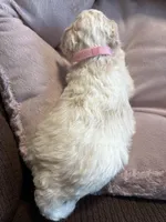 Snowflake - mini newfypoo, a female Poodle - Miniature  and Newfypoo for sale in Saranac, MI – Photo 5 of 8