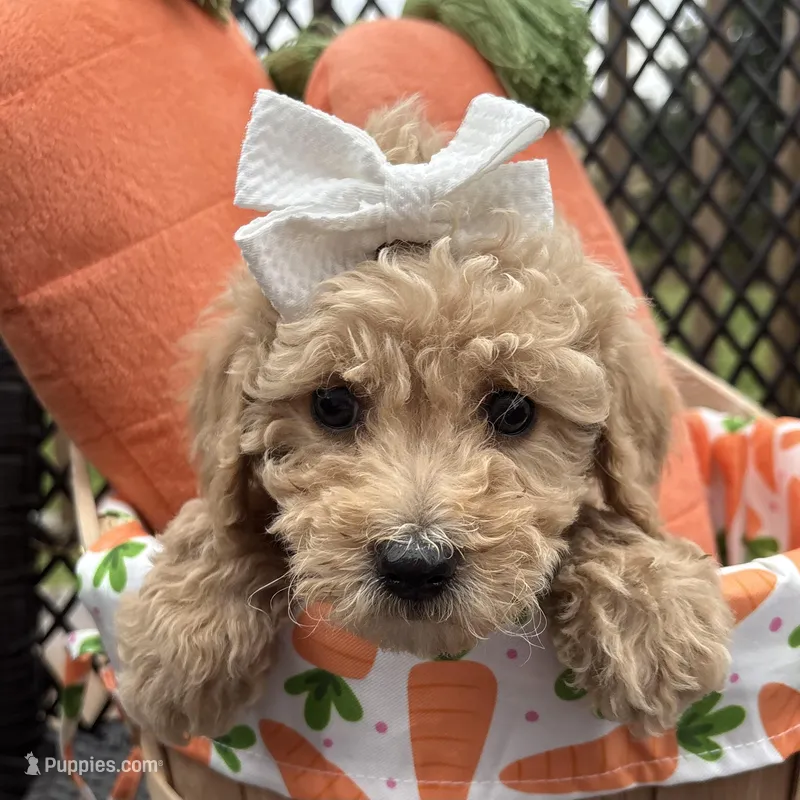 Clover – Poodle - Miniature  puppy for sale in Saranac, MI