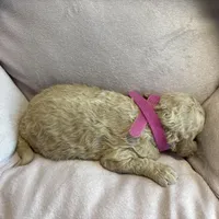 Clover, a female Poodle - Miniature  for sale in Saranac, MI – Photo 4 of 4